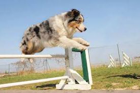 agility salto