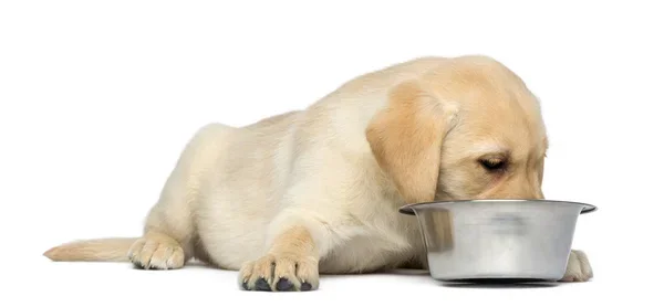 Nutricion del cachorro
