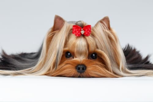 yorkshire terrier