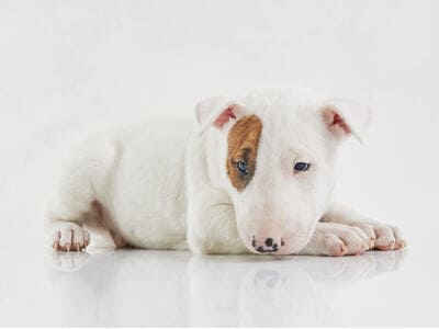 bull terrier