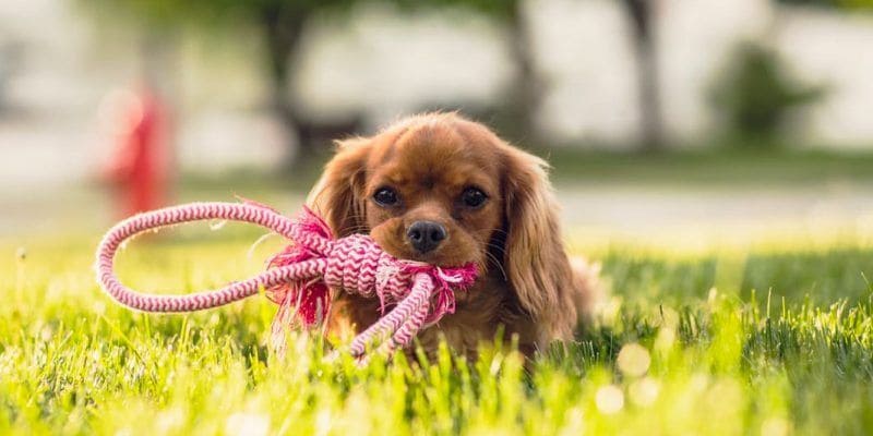 Dentadura del perro