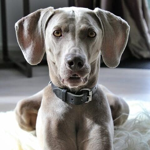 weimaraner