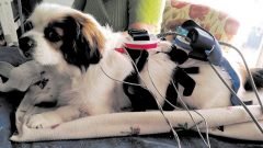 Magnetoterapia electroanalgesia perros