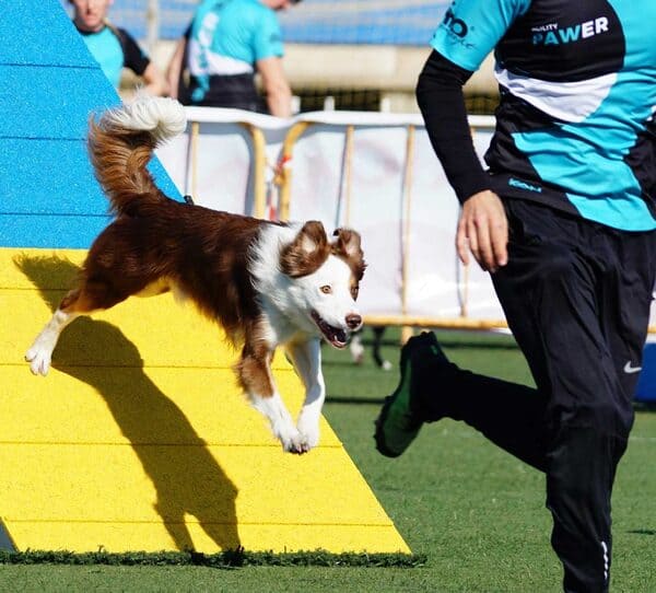 agility paseo