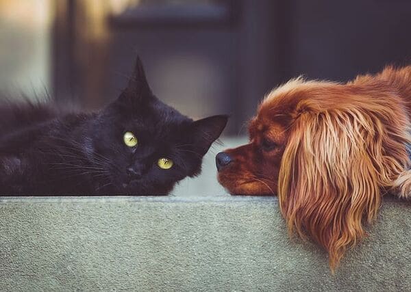 Relación entre Perros y Petardos