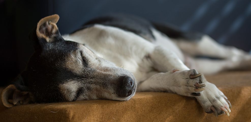 cuando un perro se muere