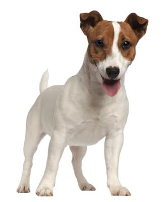 jack Russell