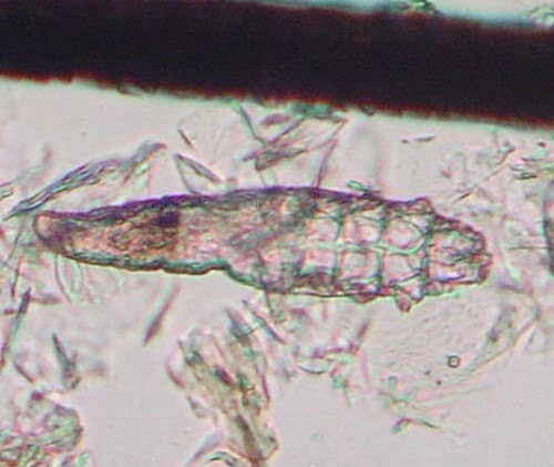 demodex, la sarna en perros