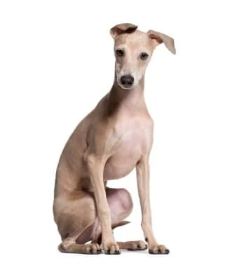 son huesos facilmente digeridos por un galgo italiano