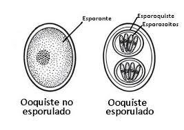 ooquistes toxoplasmosis