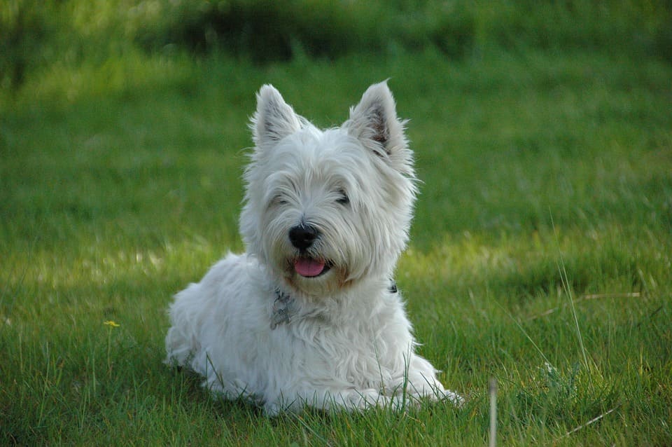 tipos de cepillos westie