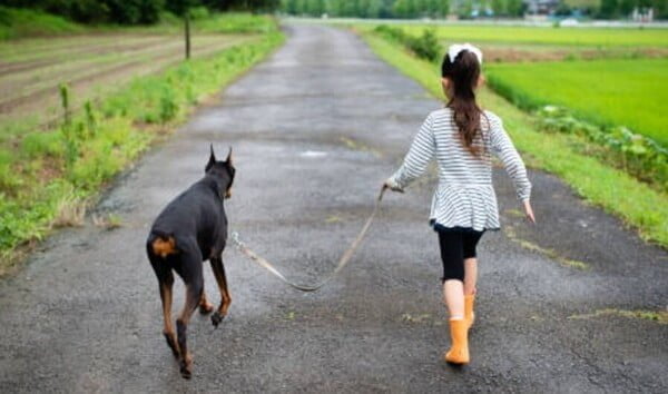 doberman de paseo