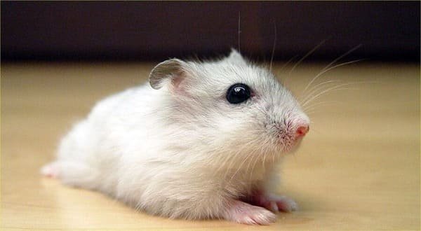 Hamster-ruso-blanco