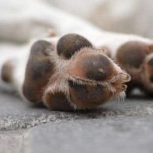 Almohadillas de perro: Sus zapatillas