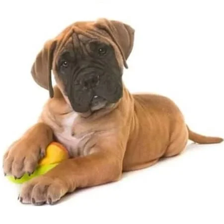 bullmastiff