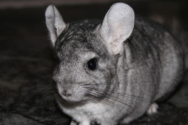 chinchilla2