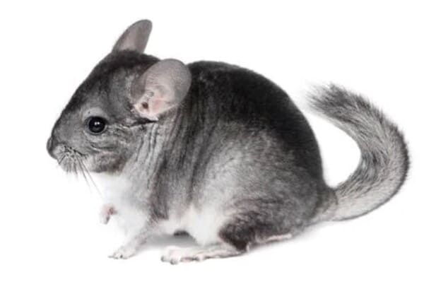 chinchilla gris