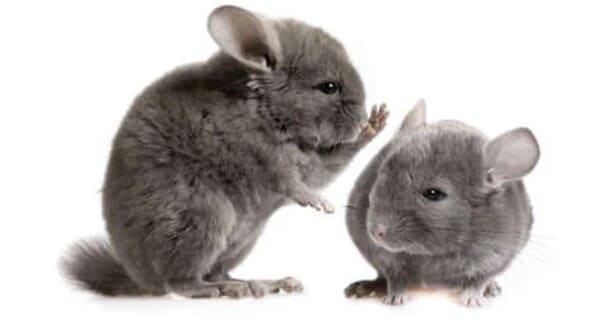 Chinchilla