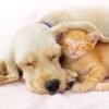 camas para perros y gatos