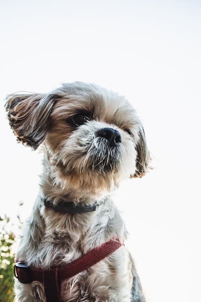 shih tzu