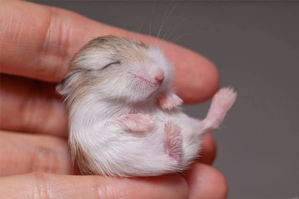 hamster roborovski-bebe