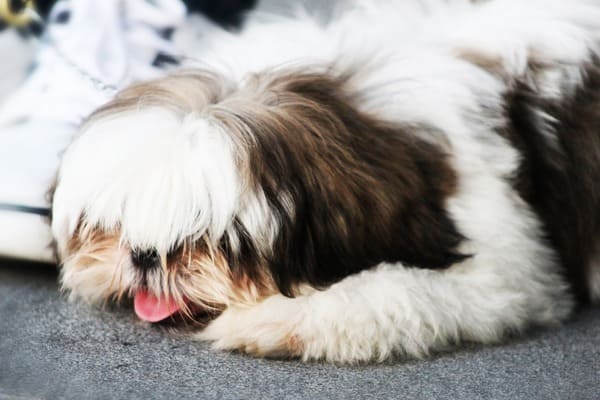 Shih Tzu