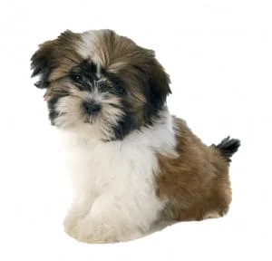 Shih Tzu