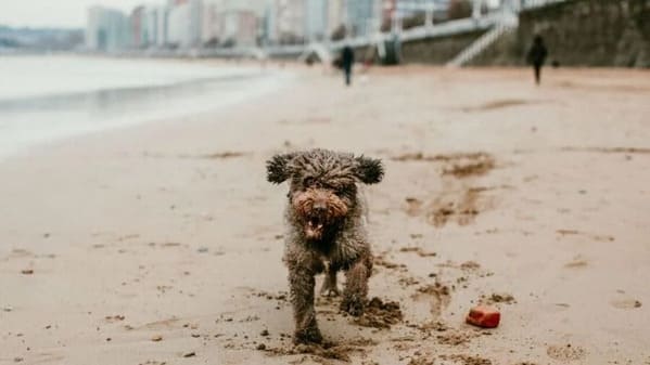 Viajando con Perros