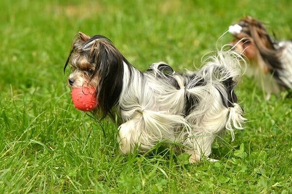 Biewer Terrier running in the grass with a ball