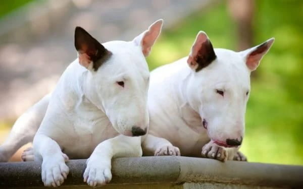 bull terrier