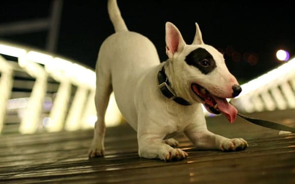 Bull terrier