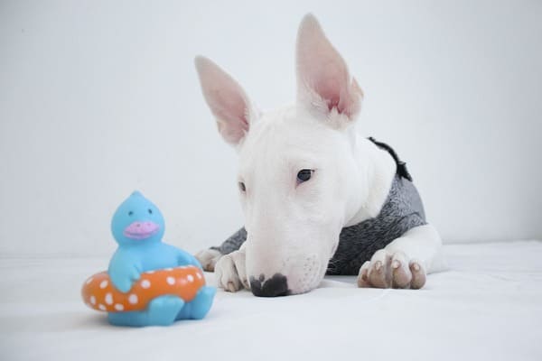 bull terrier