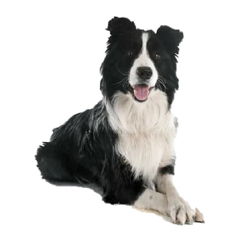 raza border collie