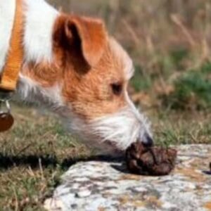¿Por qué los perros comen caca? Coprofagia Explicada