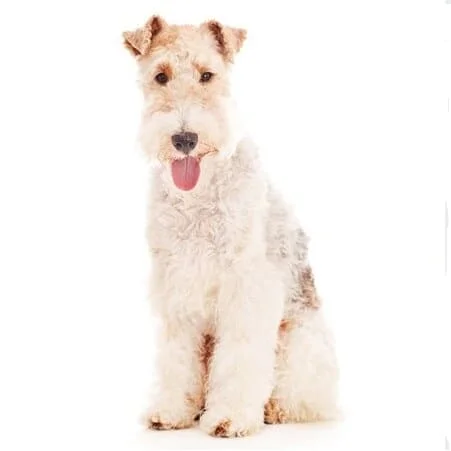 Fox terrier pelo duro