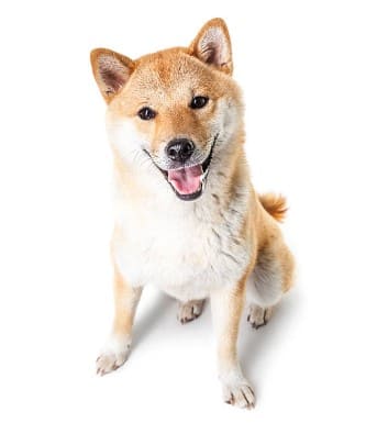 akita