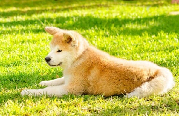 akita inu