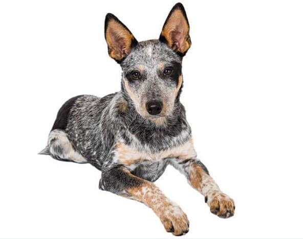 Australian cattle dog