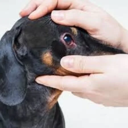 conjuntivitis en perros