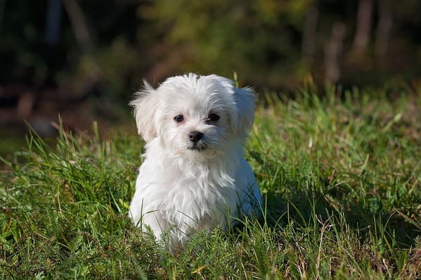 Bichón Maltes