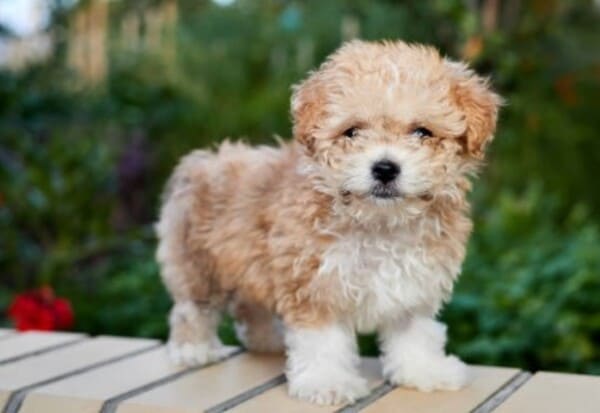 maltipoo