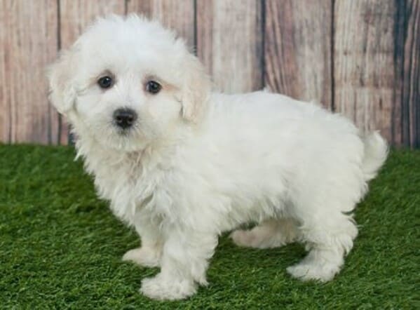 maltipoo