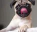 Carlino, Pug, cómo elegir el mejor cachorro de la camada