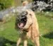 Golpe de calor en perros