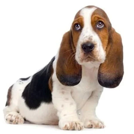 Basset hound