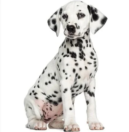 dalmata