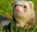 hurón, ferret