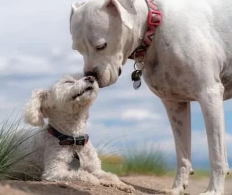 educacion canina sociabilizacion